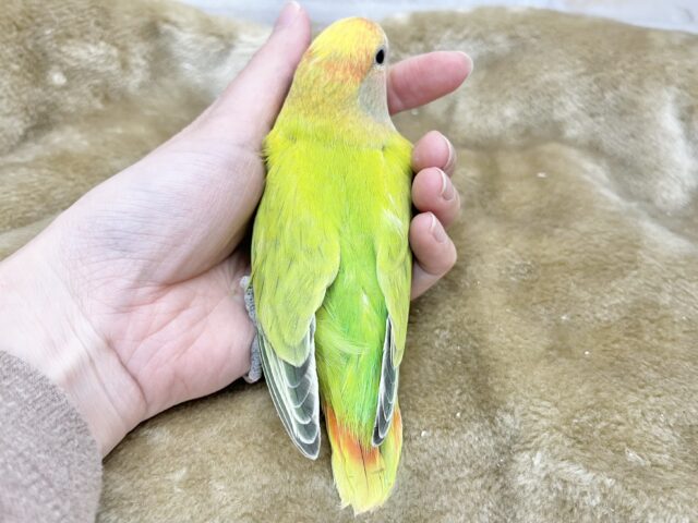 コザクラインコ（小桜インコ）