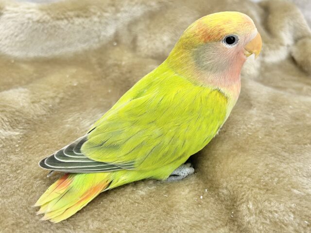 コザクラインコ（小桜インコ）