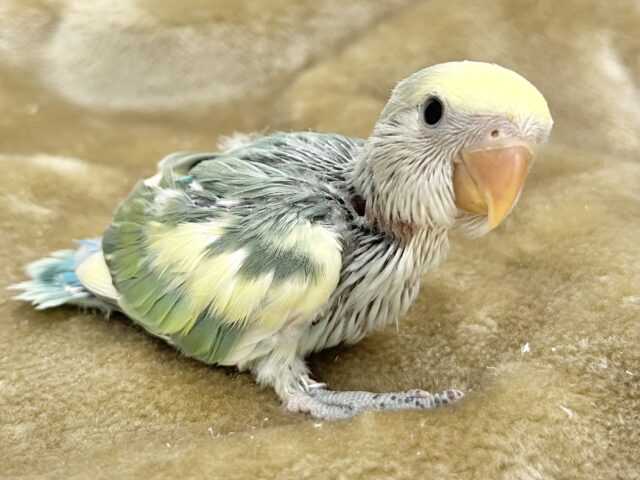 コザクラインコ（小桜インコ）