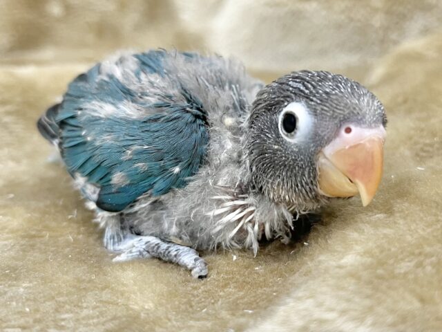 ブルーボタンインコ