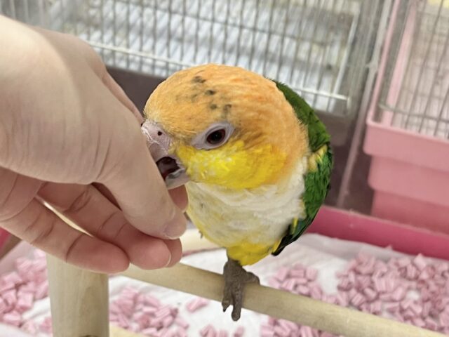 シロハラインコ