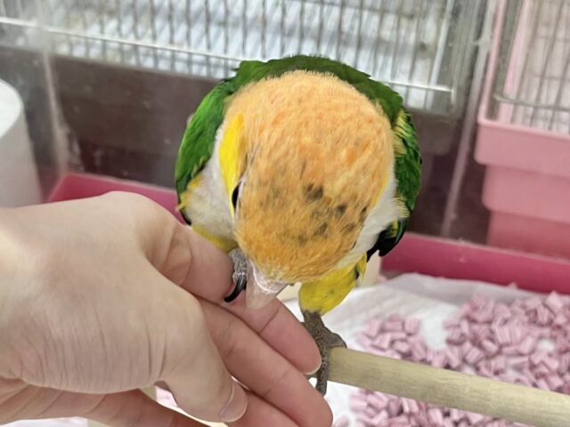 シロハラインコ