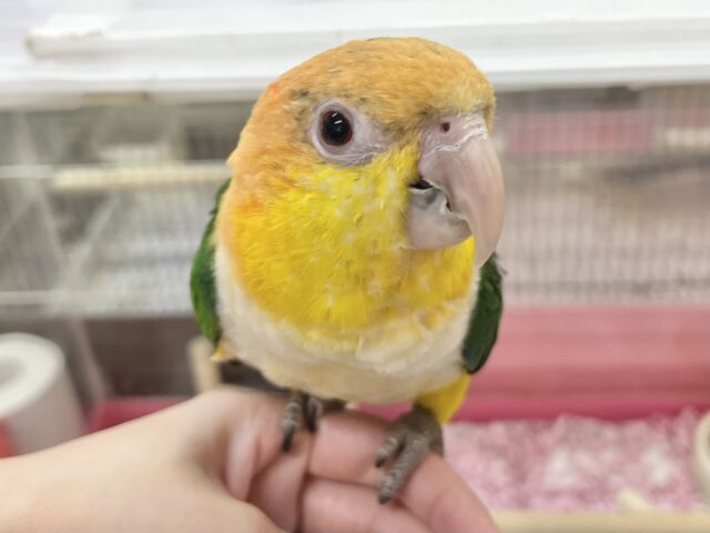 シロハラインコ