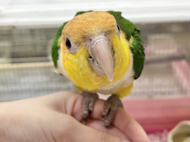 シロハラインコ