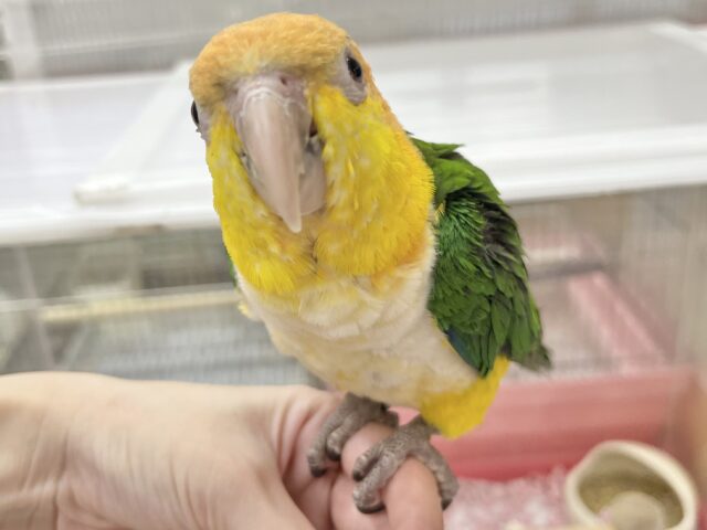 シロハラインコ