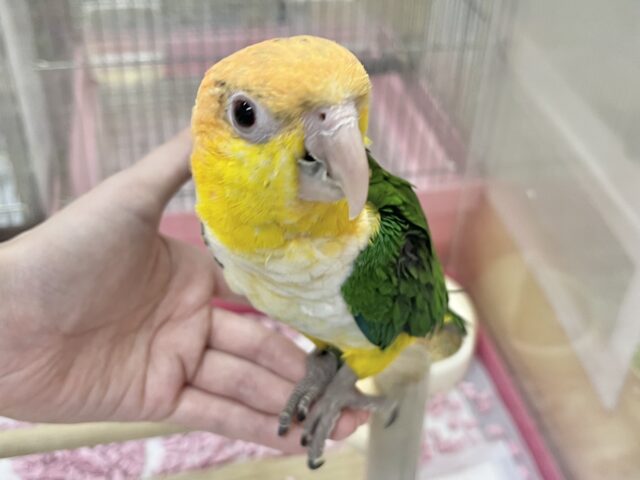 シロハラインコ