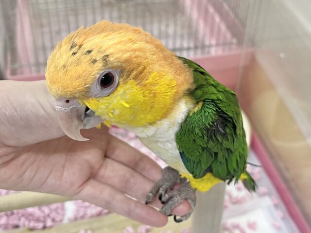 シロハラインコ