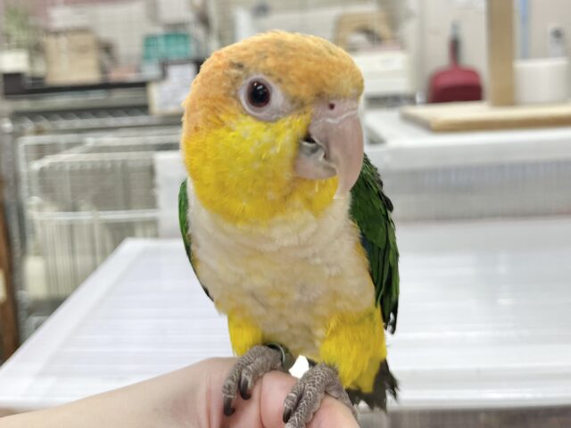 シロハラインコ