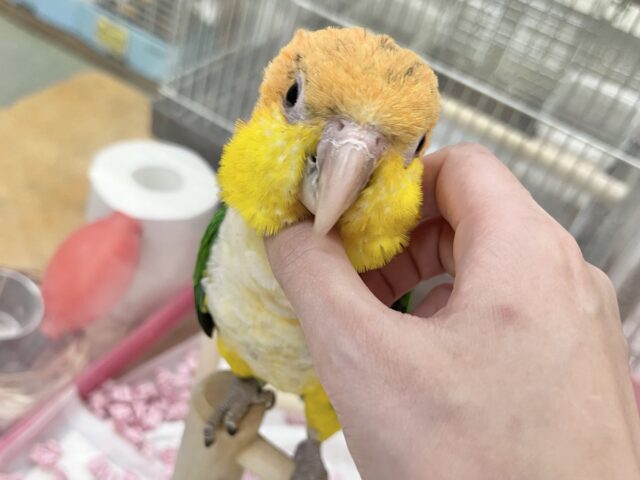 シロハラインコ