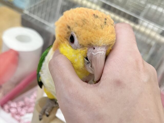 シロハラインコ
