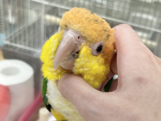 シロハラインコ