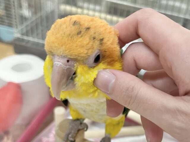 シロハラインコ