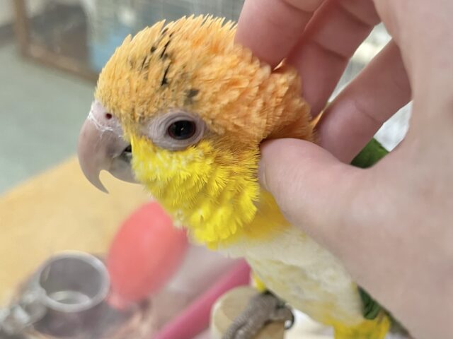シロハラインコ