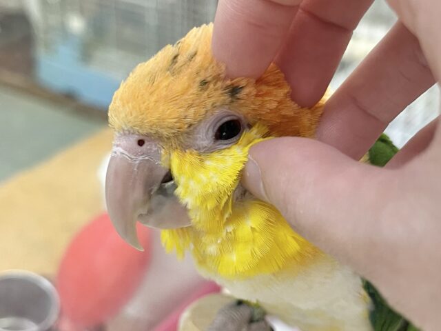 シロハラインコ