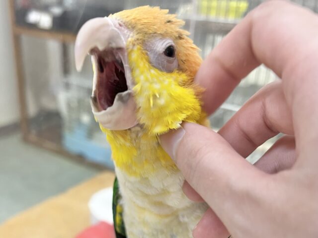 シロハラインコ