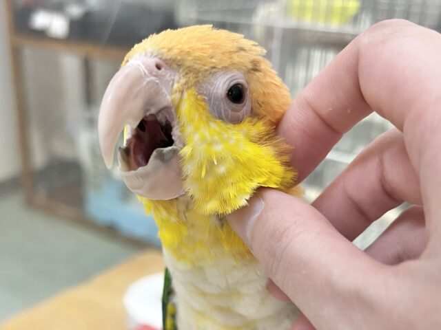 シロハラインコ