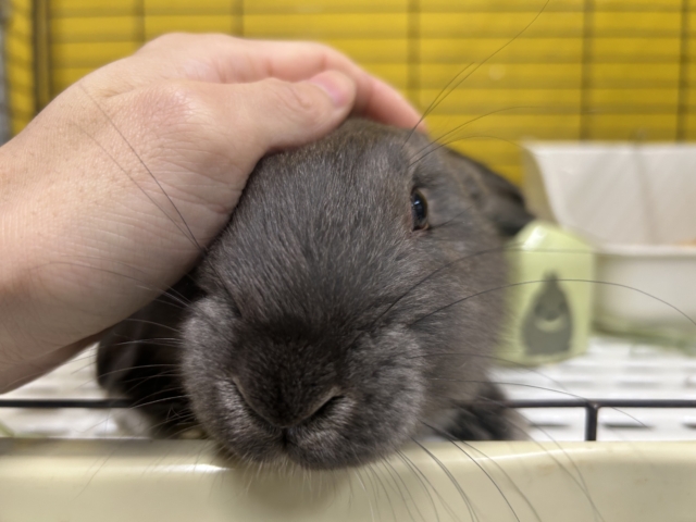 フレミッシュジャイアント