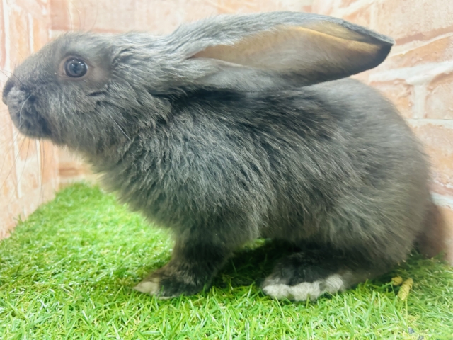 フレミッシュジャイアント