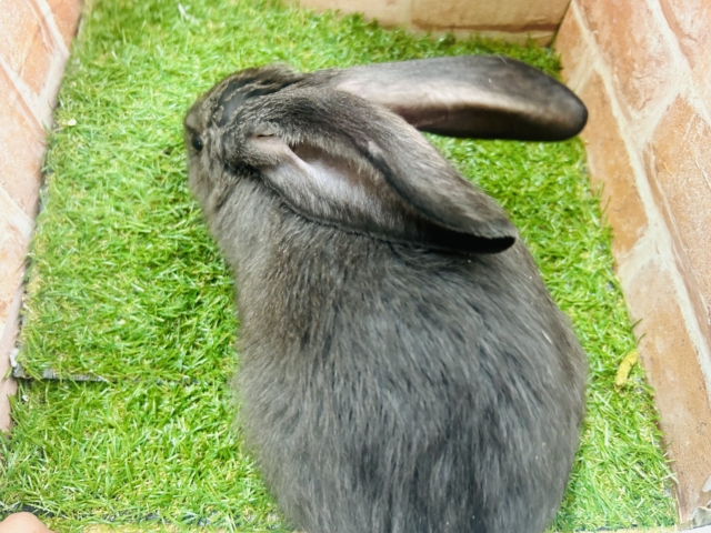 フレミッシュジャイアント