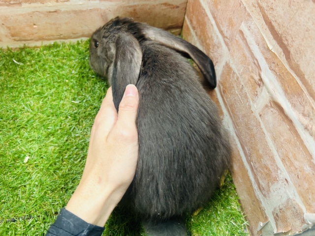 フレミッシュジャイアント