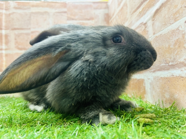 フレミッシュジャイアント