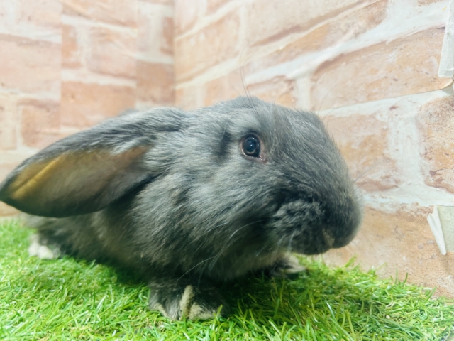 フレミッシュジャイアント