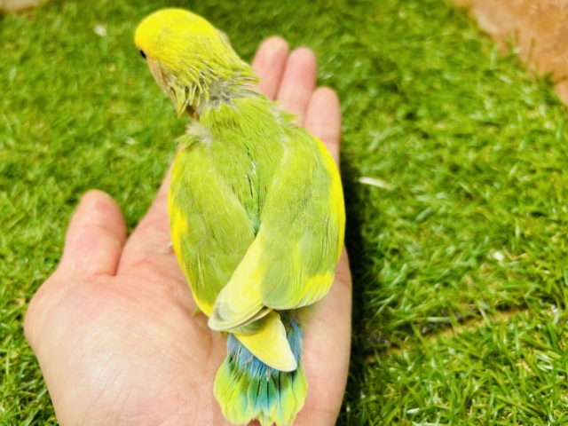 コザクラインコ（小桜インコ）