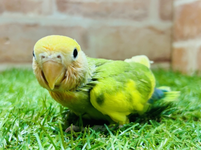 コザクラインコ（小桜インコ）