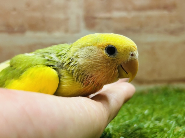 コザクラインコ（小桜インコ）