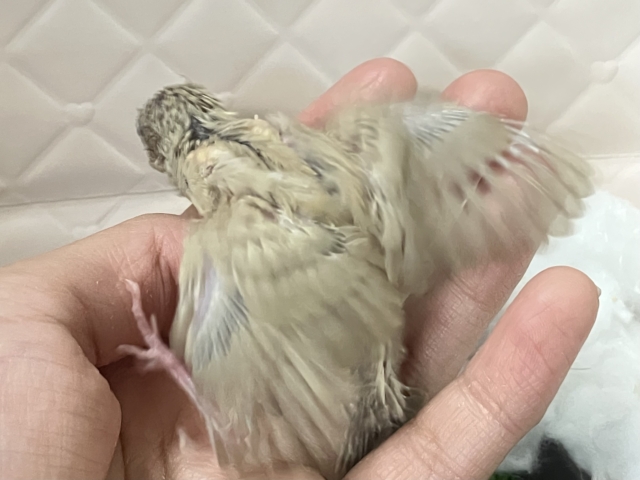 錦花鳥（キンカチョウ）