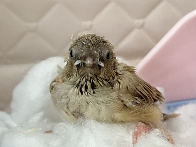 錦花鳥（キンカチョウ）