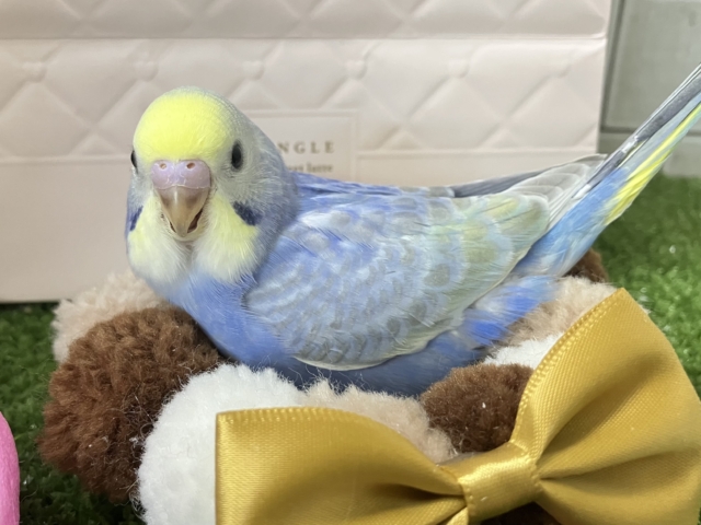 セキセイインコ