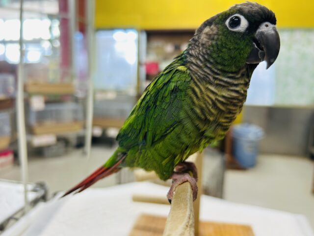 ホオミドリウロコインコ