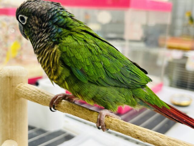 ホオミドリウロコインコ