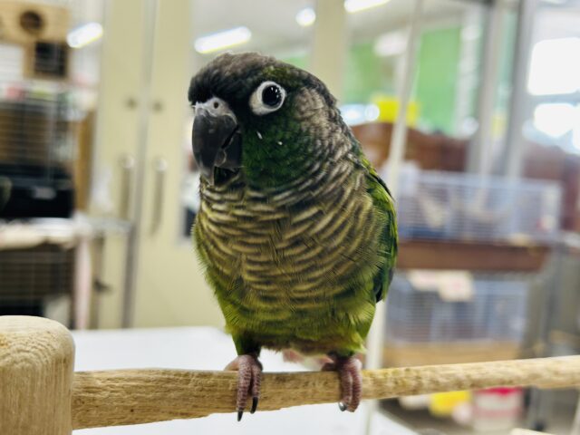 ホオミドリウロコインコ