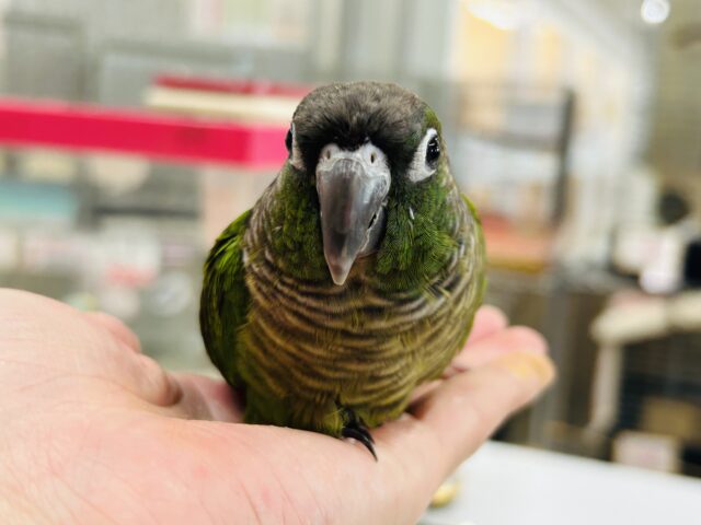 ホオミドリウロコインコ