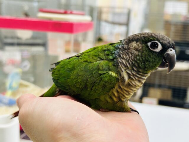 ホオミドリウロコインコ