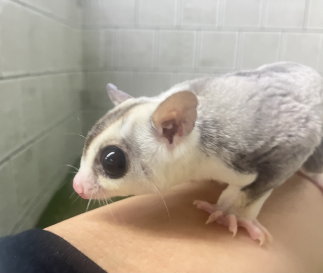 フクロモモンガ