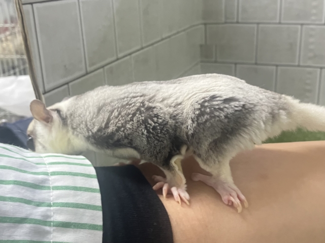 フクロモモンガ