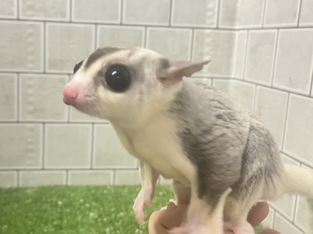 フクロモモンガ