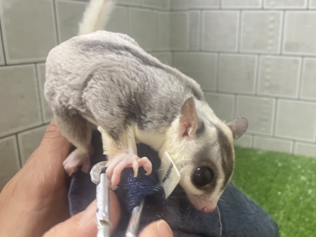 フクロモモンガ