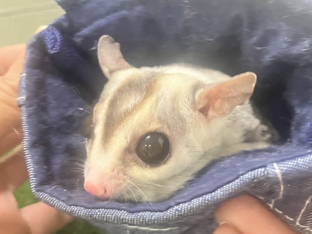 フクロモモンガ