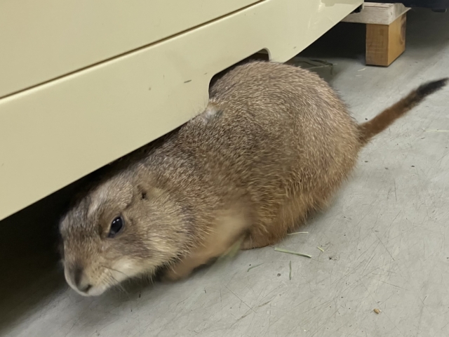 プレーリードッグ