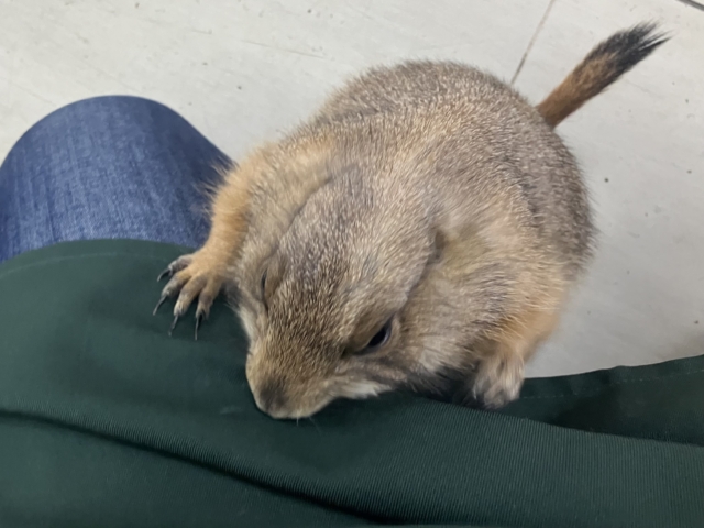 プレーリードッグ