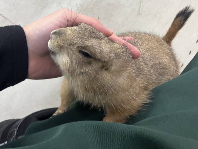 プレーリードッグ