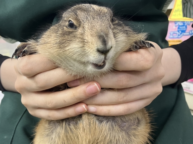 プレーリードッグ