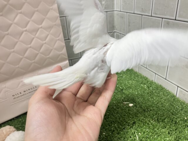 セキセイインコ