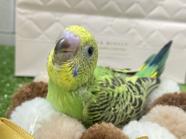 セキセイインコ