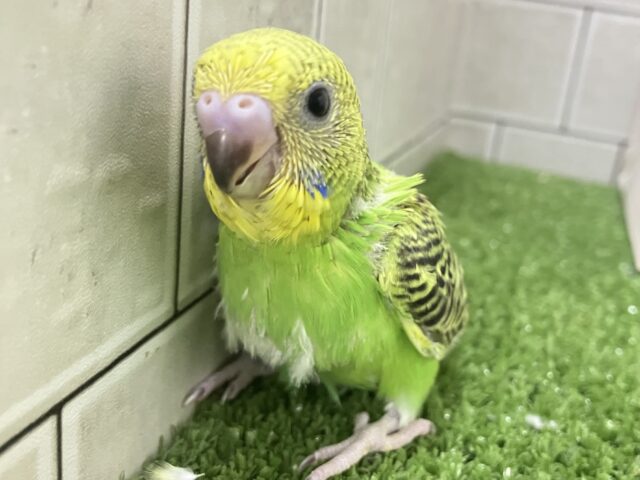 セキセイインコ
