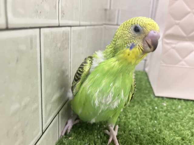セキセイインコ